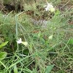 Silene latifoliaHostoa