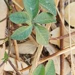 Ipomoea cairica ഇല
