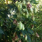 Humulus lupulus Hábito