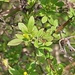 Jasminum fruticans Hoja