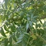 Carya illinoinensis Fruit