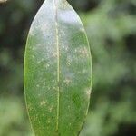 Xylopia richardii Leaf