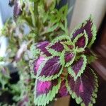 ColeusYaprak