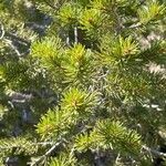 Pinus edulis Hoja