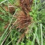 Andropogon bicornis Leaf