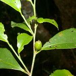 Cleyera theaeoides Fruct