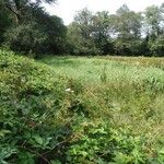 Rubus bertramii Habitat