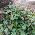 Oxalis exilis Цветок