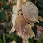 Bougainvillea glabra Ffrwyth