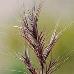 Bromus rubens ফল