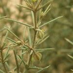 Fagonia arabica Sonstige