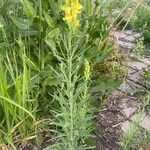 Linaria vulgaris Tervik taim