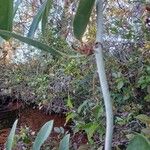 Smilax ancepsCorteza