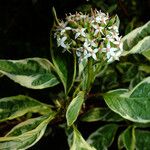 Cornus alba Λουλούδι