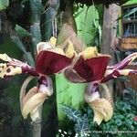 Stanhopea tigrina Flower