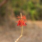 Erythrina abyssinica Flower