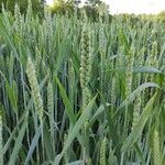 Triticum aestivum ഇല