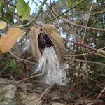 Araujia sericifera Gyümölcs