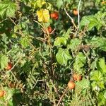 Solanum capsicoides Frukt