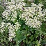 Lepidium draba Habit