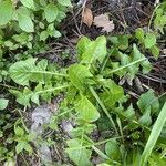 Taraxacum clemens Hoja