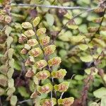 Asplenium trichomanes Fruto