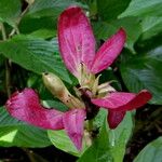 Megaskepasma erythrochlamys फूल