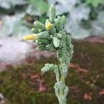 Lactuca serriolaBlüte