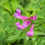 Vicia americana 花