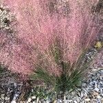 Muhlenbergia capillaris Levél