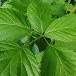 Rubus bertramii Blad