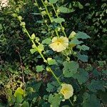 Alcea rosea 整株植物