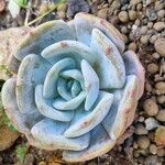 Echeveria laui Blad