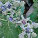 Calotropis gigantea Kvet