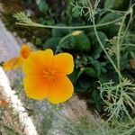 Eschscholzia caespitosa Flor