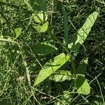 Stachys palustris Folha