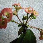 Euphorbia milii Kukka