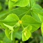 Euphorbia stricta Fleur