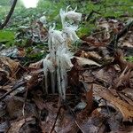 Monotropa unifloraVirág