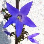 Campanula pyramidalis Λουλούδι