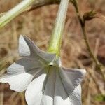 Nicotiana longiflora Květ