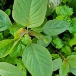 Amaranthus viridisFeuille