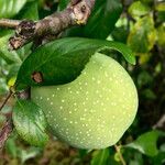 Chaenomeles japonica Fruit