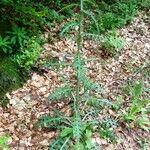 Cirsium palustre Habit