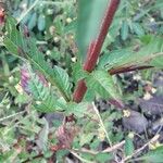 Ludwigia erecta Rinde