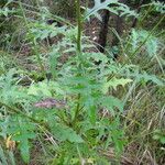 Cirsium muticum Habit