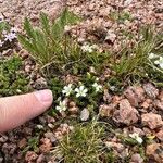 Cherleria obtusiloba Fleur