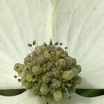 Cornus kousa Flor