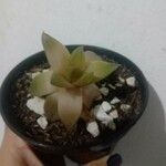 Echeveria agavoides Feuille