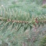 Araucaria angustifolia Hoja